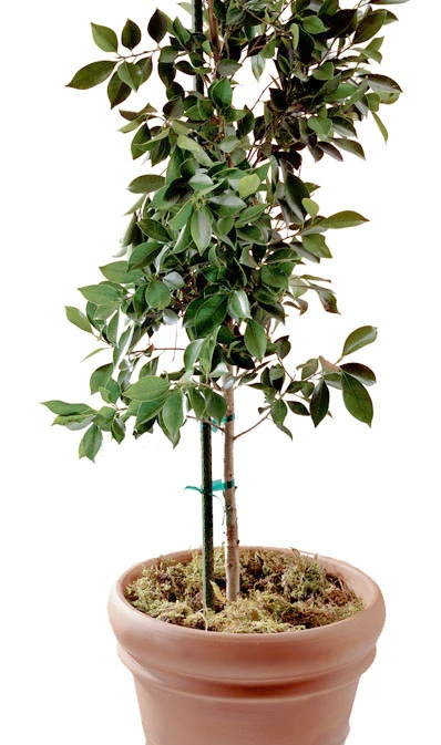 marfahardware5137034